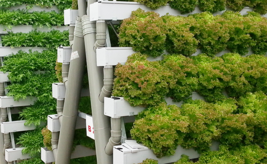 Growing greenery in vertical racks